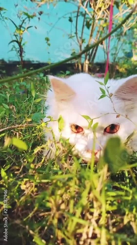 White fluffy cat playing in the green grass