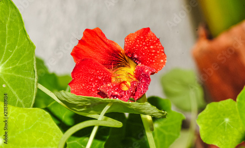 front view, closeup of, a single Nasturtium flower, in full bloom, with green leaves, under morning sunlight