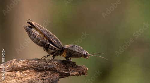 Click Beetle with Open Elytra on Wood