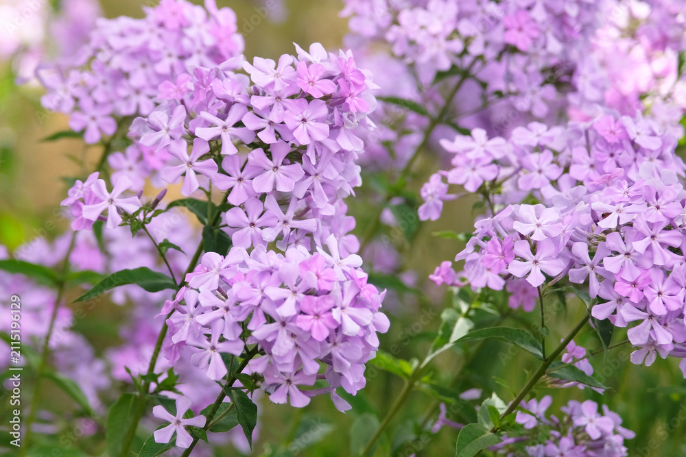 Obraz premium Lilac purple Phlox paniculata ‘Margery Fish’ in flower.