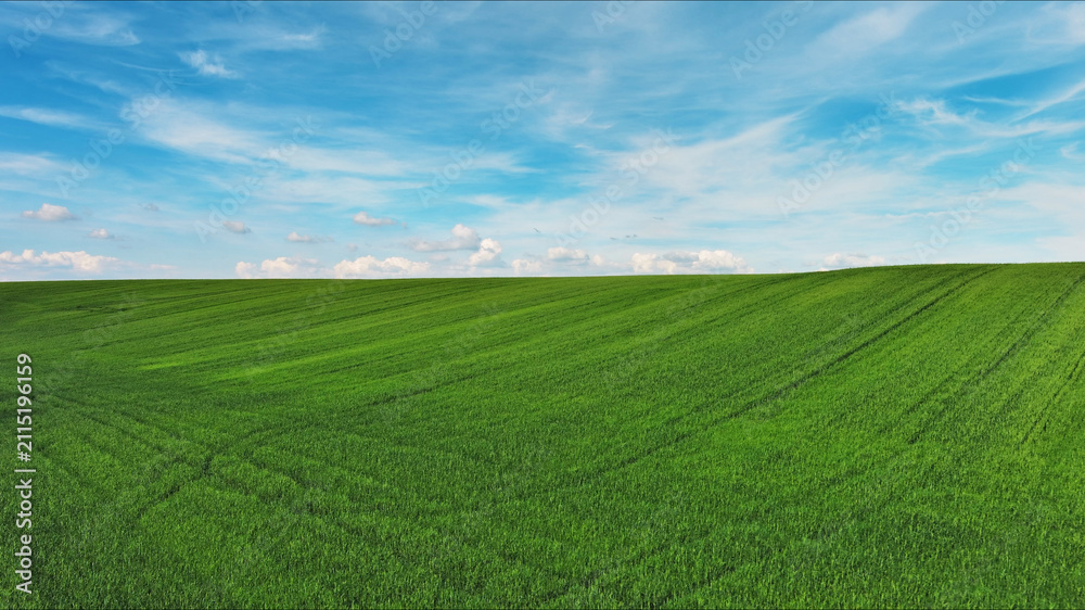 Fototapeta premium Green wheat field on hills under blue sky with clouds