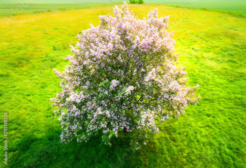 Single blooming tree with p...