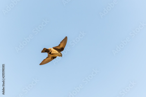 Картината върху платно Eurasian Crag Martin (Ptyonoprogne rupestris) flying in the blue sky