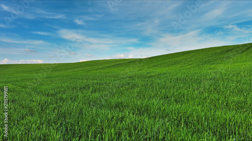 Green wheat field on hills under blue sky with clouds