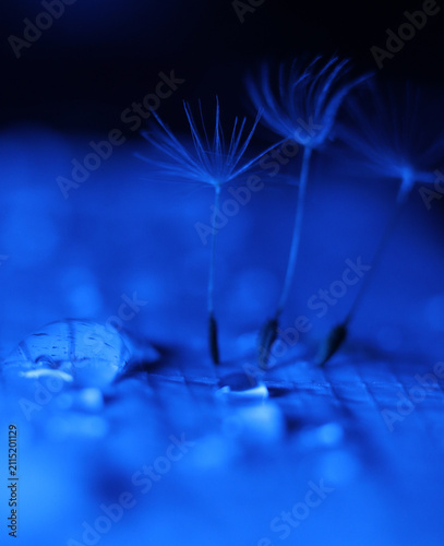 Close-up of dandelion seeds on a wet surface, illuminated by a deep blue light. The image evokes a sense of delicate beauty and mystery, with water droplets clinging to the fragile seed heads