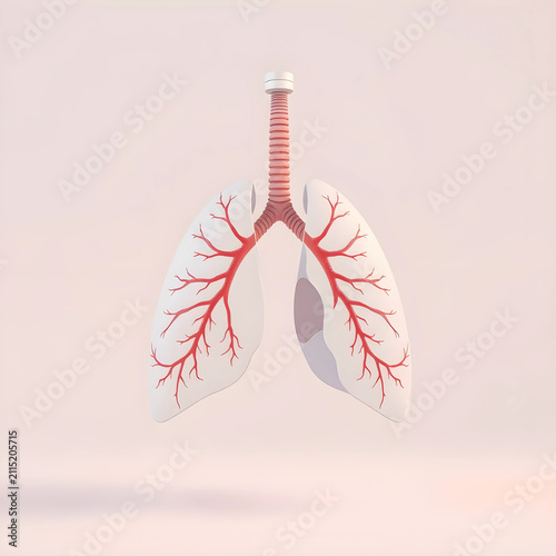 Human lungs anatomy model w...
