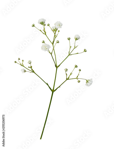 Detail of white gypsophila flowers isolated on white or transparent background