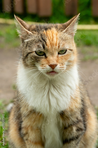 фотографія Portrait of a lone stray cat