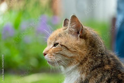 Canvas Print Portrait of a lone stray cat