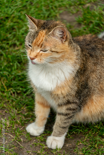 Canvas Print Portrait of a lone stray cat