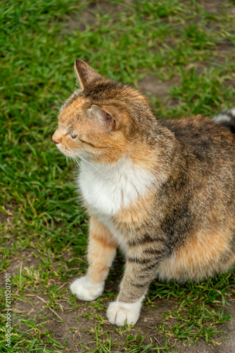 Fotografie Portrait of a lone stray cat