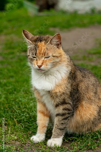 Bild auf Leinwand Portrait of a lone stray cat