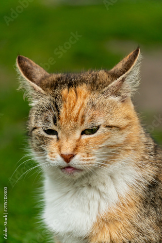 Portrait of a lone stray cat. A beautiful domestic cat is sitting on the grass.