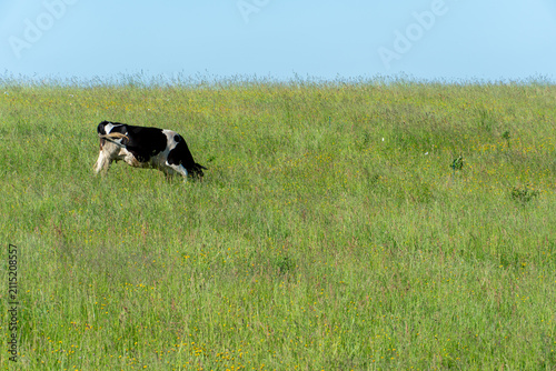 A cow is grazing in a clear meadow. A cow on a leash in an ecologically clean area.