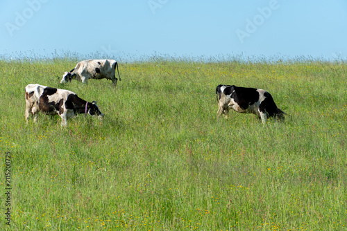 A cow is grazing in a clear meadow. A cow on a leash in an ecologically clean area.