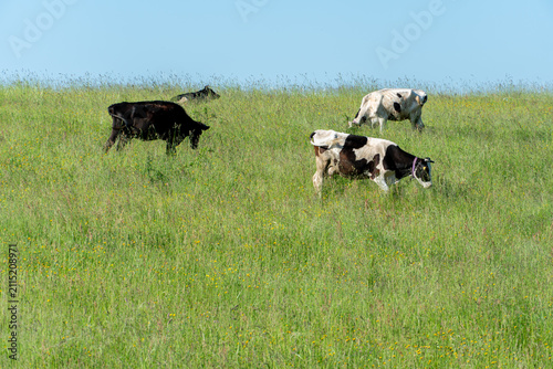 A cow is grazing in a clear meadow. A cow on a leash in an ecologically clean area.