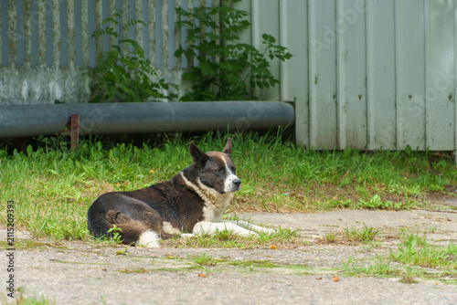 A lone stray dog sits on the ground. A stray dog with sad eyes is looking for a master
