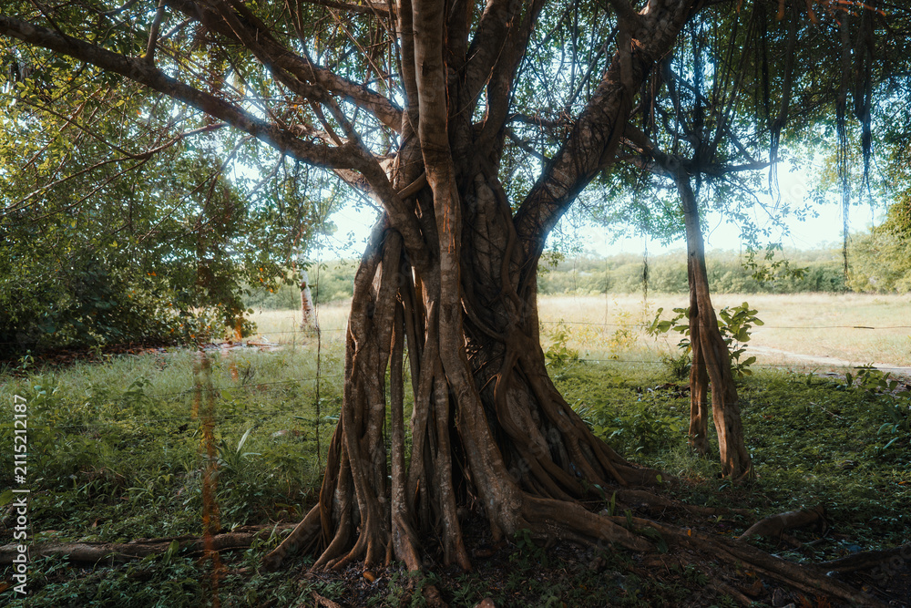 Obraz premium tree in the forest