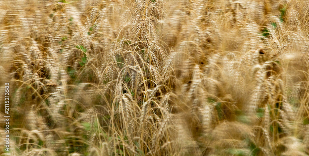 Obraz premium background of ripe wheat field