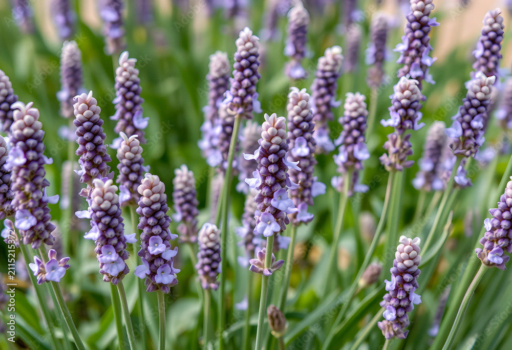 Obraz premium Close up of purple lavender flowers blooming in a field, natural beauty and aromatherapy