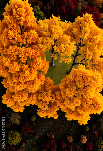 Aerial view of golden autum...