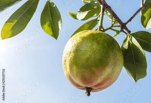 Green fruit hanging from a ...