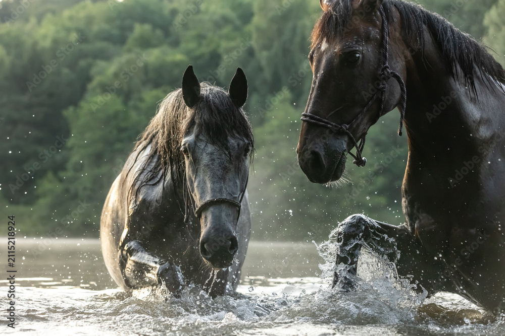 Фотография 2 Pferde baden im See