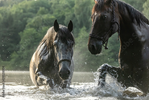 Canvastavla 2 Pferde baden im See