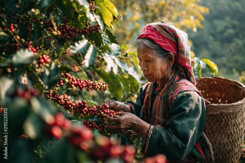 Akha woman harvesting red coffee cherries on a hillside coffee tree in northern Thailand