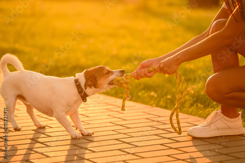 Owner training Jack Russell Terrier dog using play therapy, arousal control, pulling yellow rope toy on park path during golden hour sunset for behavior correction. Canine therapy, walking with pet