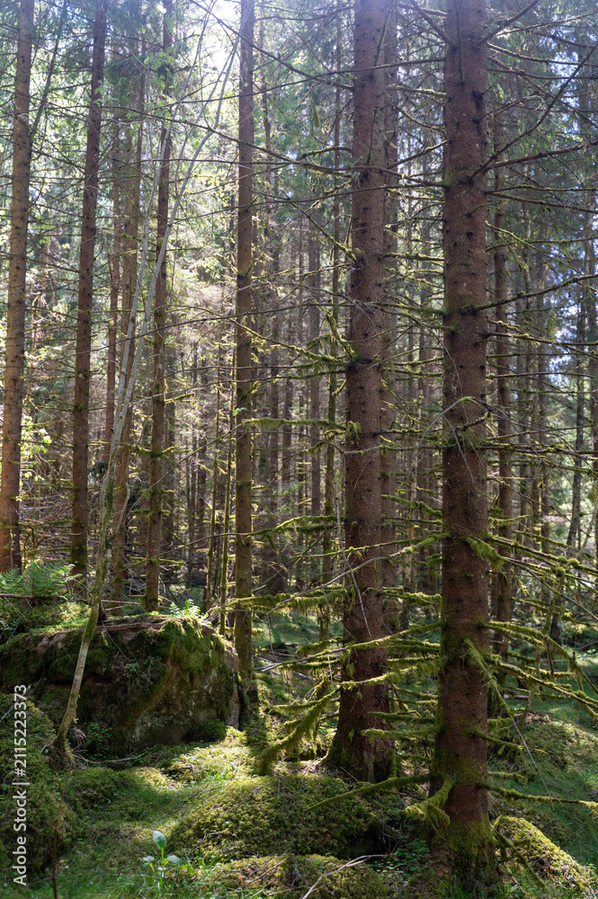 Fototapeta premium Moss-covered boulders in a green forest
