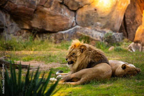 Fotografía Pair adult Lions playing in zoological garden