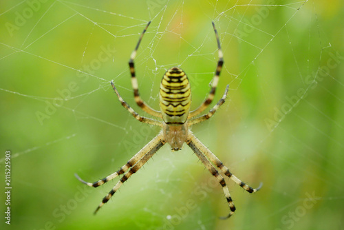 Wasp spider Argiope bruennichi arachnid orb weaver Araneidae sexual cannibalism dimorphism mild venom harmless to humans conserving energy. Arthropod invertebrate vibrant coloration and intricate