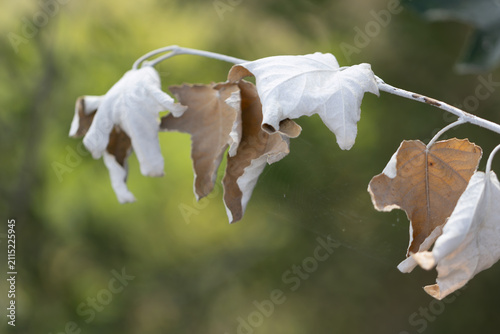 Foto Withered Autumn Leaves Hanging Quietly Symbolizing Change Time And Acceptance