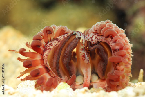 Swimming file clam (Limaria orientalis) on stage of no tentacles
