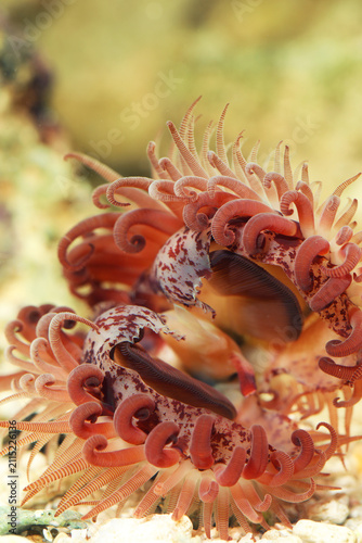 Red flying scallop or Swimming file clam (Limaria orientalis)
