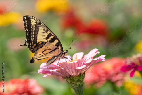 Eastern Tiger Swallowtail (Papilio glaucus) on colorful pink zinnia flower in summer garden.

