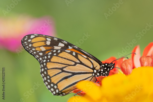 Monarch butterfly (Danaus Plexippus) on colorful red and yellow zinnia in summer garden.