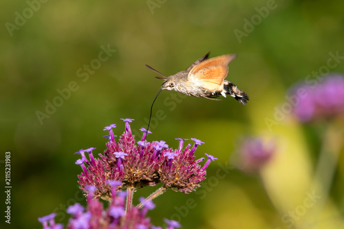 A Hummingbird hawk-moth (Macroglossum stellatarum) feeding on verbena flowers, in flight using long proboscis