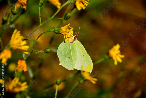 фотографія żółty cytrynek, żółty motyl siedzący na żółtym kwiecie, Latolistek cytrynek, lis