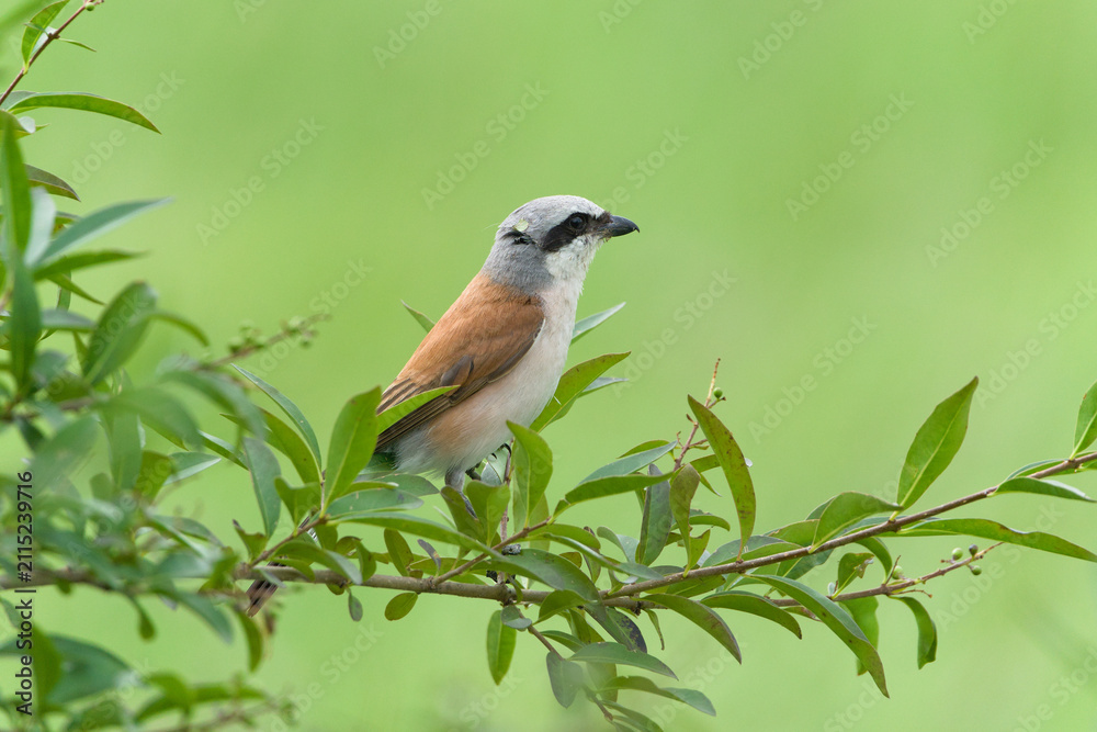 Fototapeta premium Red-backed shrike (Lanius collurio) male perched inside a green bush, small wild bird hiding in leaves, side view