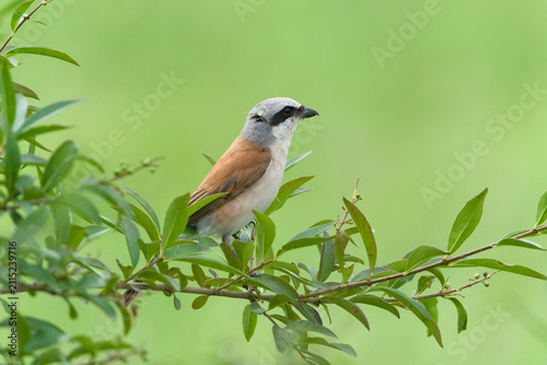 Red-backed shrike (Lanius collurio) male perched inside a green bush, small wild bird hiding in leaves, side view