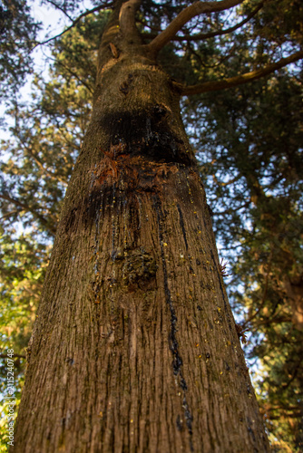 tronco di albero preso dal basso con particolari di resina 
