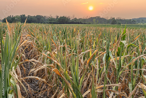 A farm field of corn damaged by drought at sunset with smokey skies. 