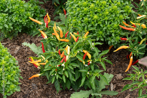 Foto Chilli Dawn Plant, ornamental shrub with orange and red tubular blooms