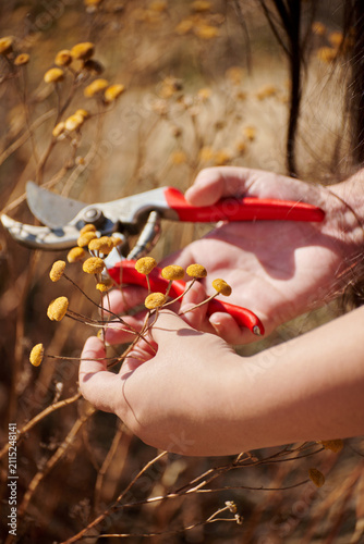 Fotografie Sunlight bathes hands holding pruning shears