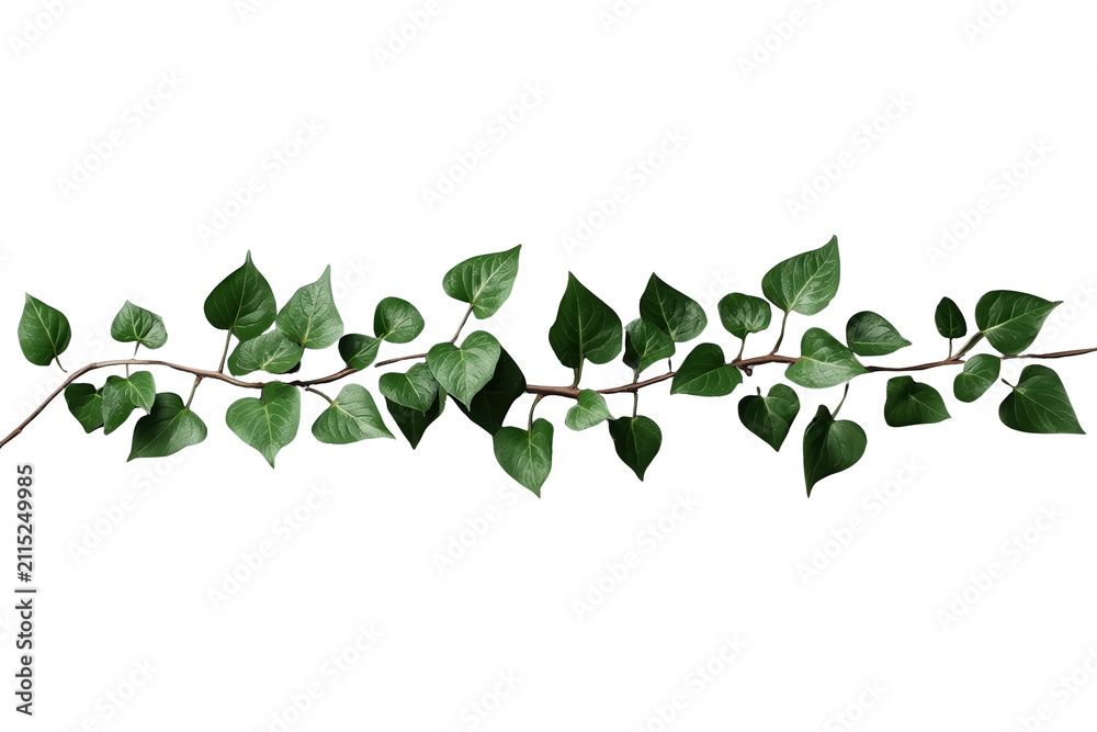 Obraz premium Long trailing ivy vine with dark green leaves
