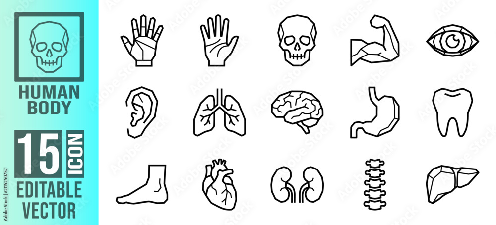 Fototapeta premium A comprehensive set of fifteen editable vector line icons representing various human body parts and internal organs for medical design projects