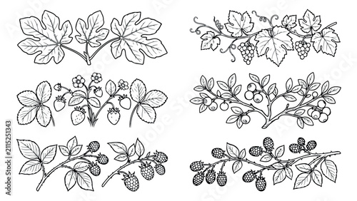 Vintage botanical berry illustrations, hand drawn fruit branches with leaves, set of 6 black and white garden plant vectors for packaging design