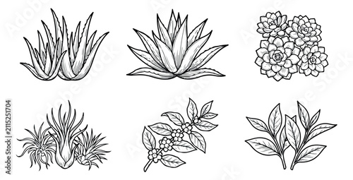 Vintage botanical line art collection, hand drawn succulent and aloe vera vector set, black and white floral sketches for organic branding and packaging